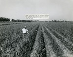 Gladiola crop before cutting, c 1965