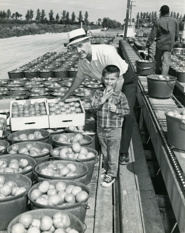Tomatoes at farmstand, 1968