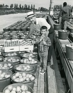 [1968-02-26] Tomatoes at farmstand, 1968
