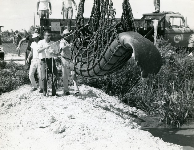 Manatee transfer, 1964