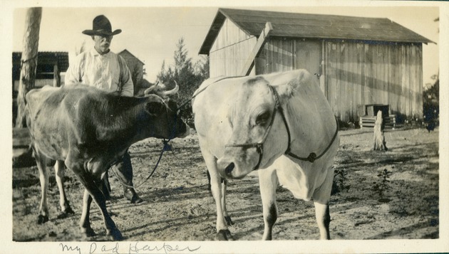 Franklin Pierce with his cows, c. 1918