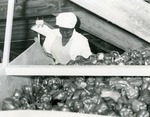 Woman working in sweet pepper processing, c. 1970