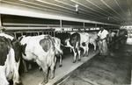 Weaver Dairy barn, c. 1970