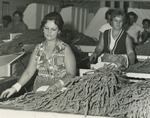 Gladiola processing, c. 1975