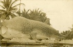 Charlie Thompson's Whaleshark, c. 1920