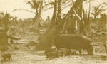 Charles Augustus William Charter with pig and piglets, c. 1918