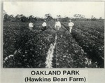 [1940/1949] Hawkins bean farm in Oakland Park
