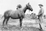 Dewey Hawkins holding reins of his horse