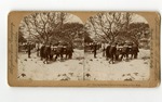 [1898] Stereo view titled Burying the Dead Sailors of the Maine at Key West