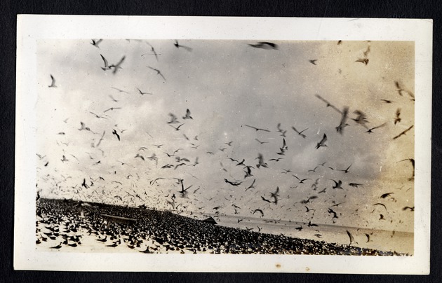 Large flock of birds taking flight