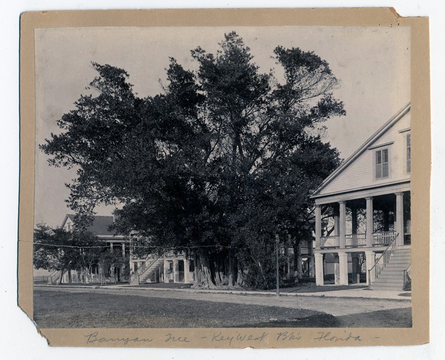 Banyan Tree next to Army Barracks