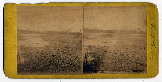 Oyster Beds on Cedar Keys