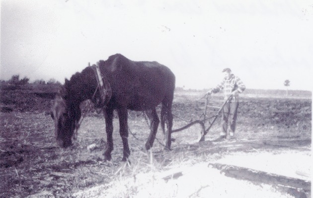 Farmer Ted Best plowing with mule