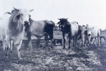 Dewey Hawkins' cattle