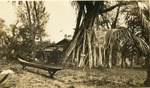[1930/1939] The $2 Million tree at Wyldwood tourist attractions in Dania