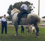 Broward Sheriff Officer mounted unit