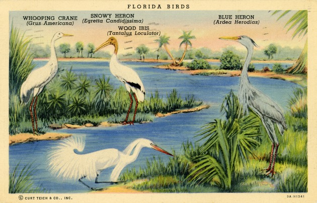Florida birds, 1940