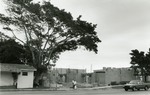 Champion tree next to library construction, 1988