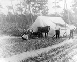 [1905] Pineapple Field on Ridge West of Boynton, 1905
