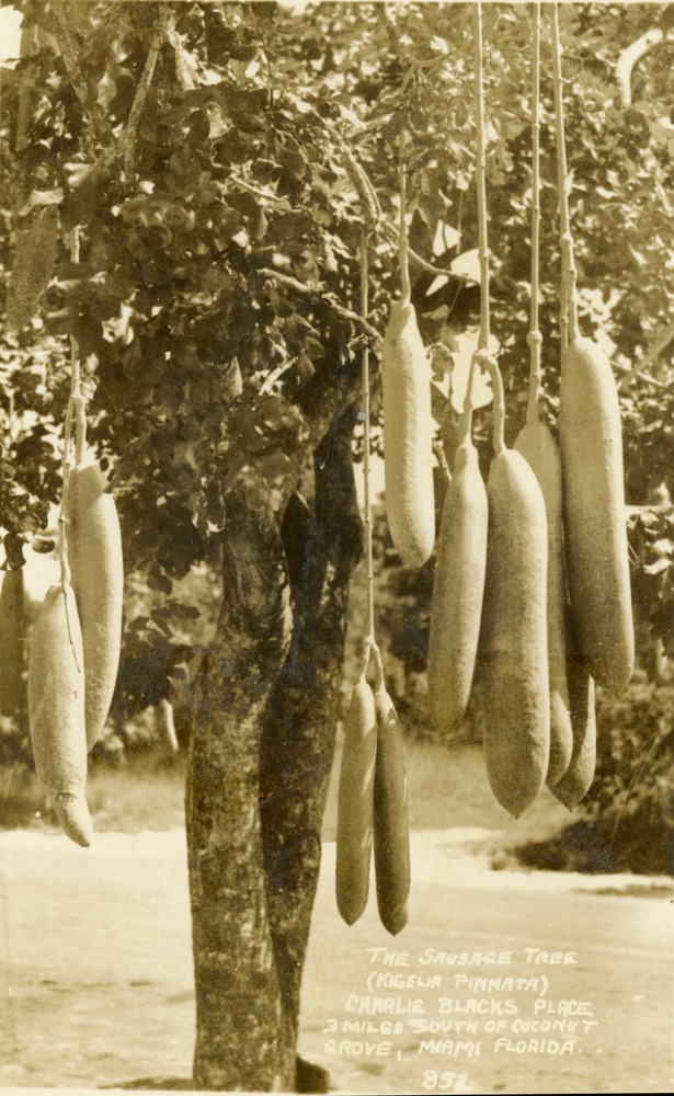 The Sausage Tree, c. 1935
