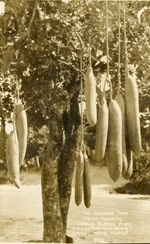 [1930/1939] The Sausage Tree, c. 1935