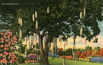 [1960/1969] The Sausage Tree, Boynton Beach, Fla.
