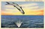 Tarpon in Mid-Air, a Thrill to all Fishermen, c. 1942
