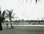 Golf cart amid palm trees, c. 1980