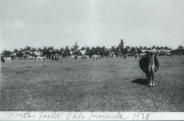 North field polo grounds cows, 1938