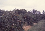 [1975-03-31] Orange grove at Knollwood Groves, 31 March 1975