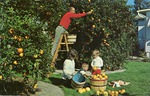 [1955/1965] Florida residents enjoy their own backyard orange grove, c. 1960