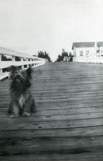 Dog on Lantana bridge, 1928