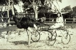 Ostrich cart, c. 1925