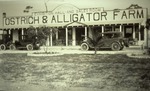 [1925] Ostrich & Alligator Farm, 1925