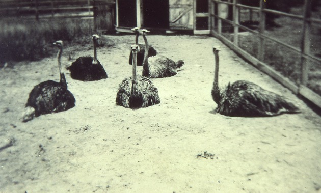 Ostriches, 1925