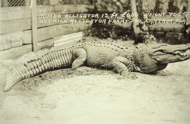 Alligator in a pen, 1925