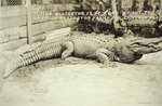 [1925] Alligator in a pen, 1925