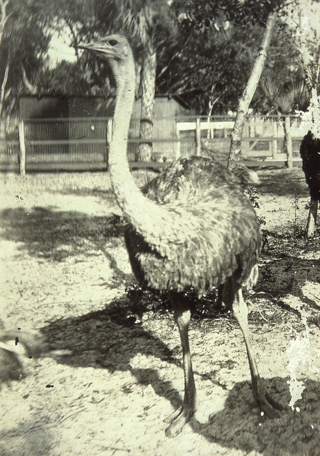 Ostrich, 1925