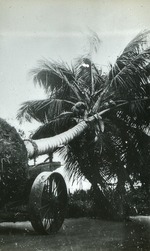 Moving a palm, c. 1925