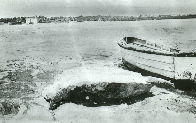 Turtles, c. 1925