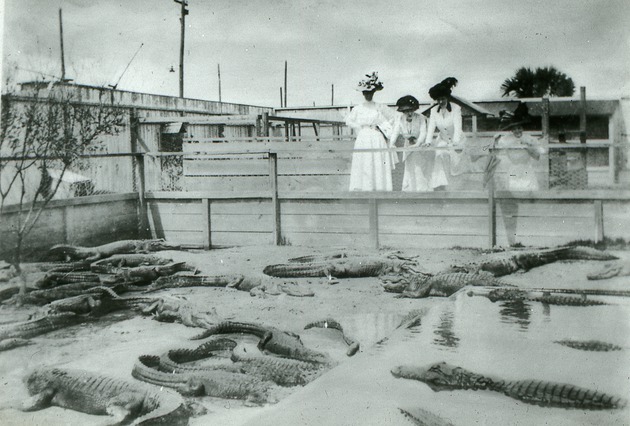 Women watching alligators, c. 1905