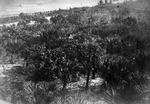 [1900/1909] Manalapan treetops, c. 1905