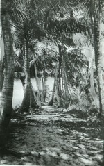 Manalapan path through coconut trees, c. 1920