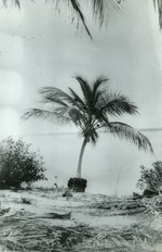 Lone palm tree in Manalapan, c. 1920