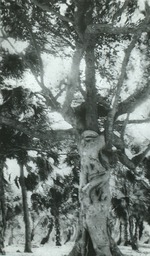Manalapan banyan tree and strangler fig, c. 1920