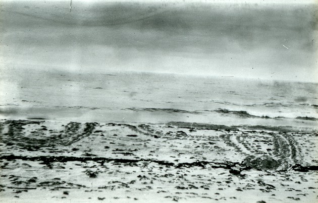 Turtle tracks, c. 1920