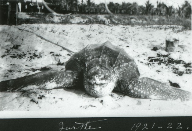 Leatherback turtle laying eggs, 1921