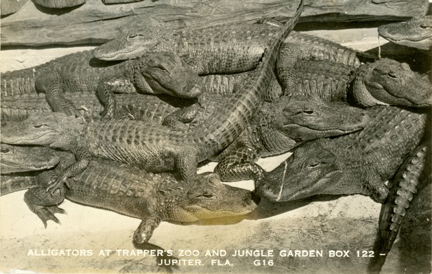Alligators at Trapper's Zoo and Jungle Garden, Jupiter Florida, c. 1960
