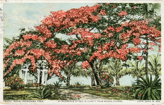 Royal Poinciana Tree at residence of Geo. B. Cluett, Palm Beach, Florida, c. 1911