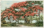 [1911] Royal Poinciana Tree at residence of Geo. B. Cluett, Palm Beach, Florida, c. 1911